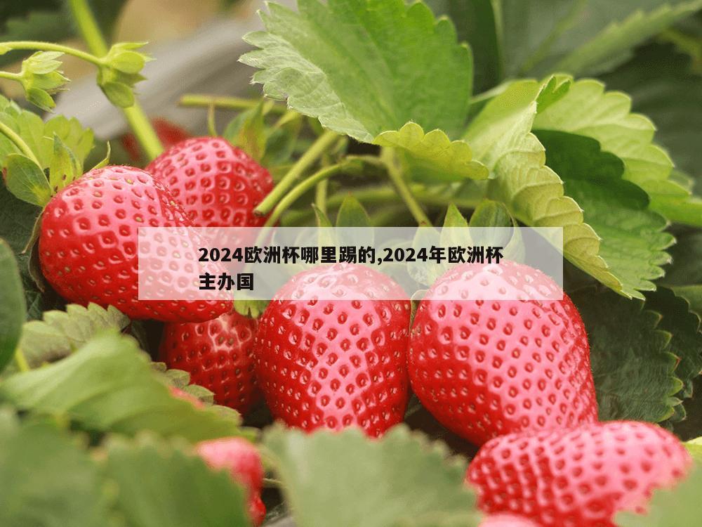 2024欧洲杯哪里踢的,2024年欧洲杯主办国